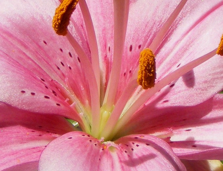 Lily Bud 2