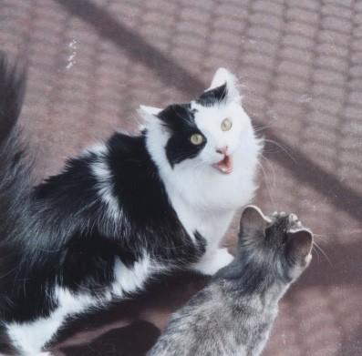 Smiling Cat