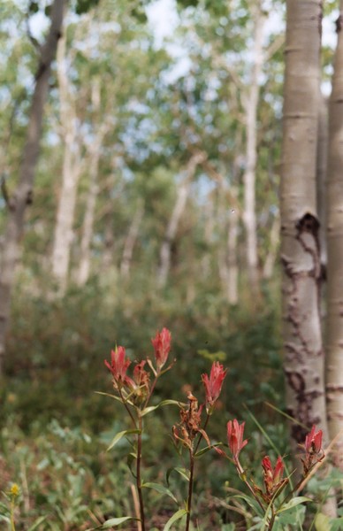 Paintbrush & Aspens