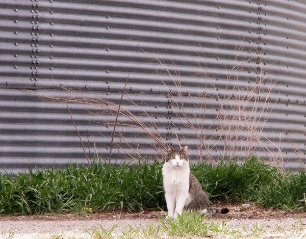 Another GW Kitty