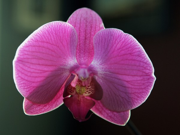 Orchid