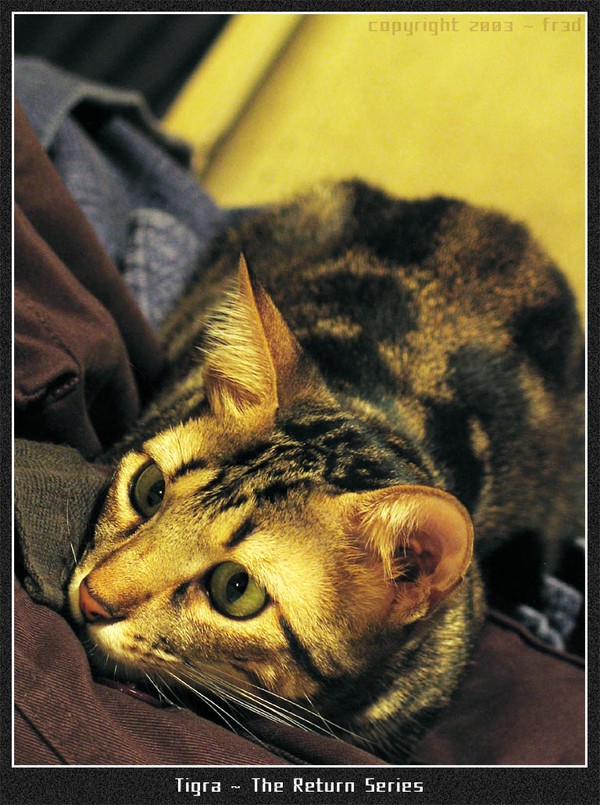 Tigra 5