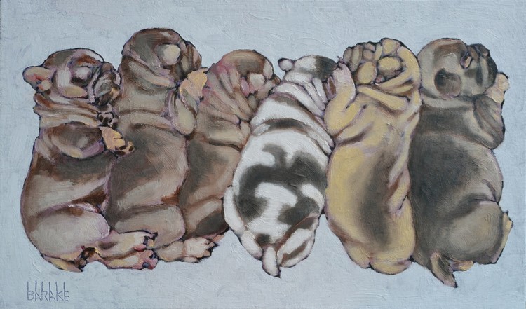 SIX FRENCH BULLDOG PUPPS
