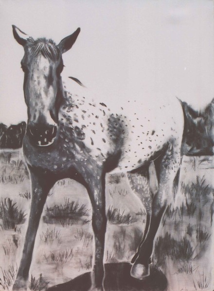 Contrasted Horse