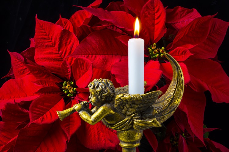 Poinsettia And Gold Angel