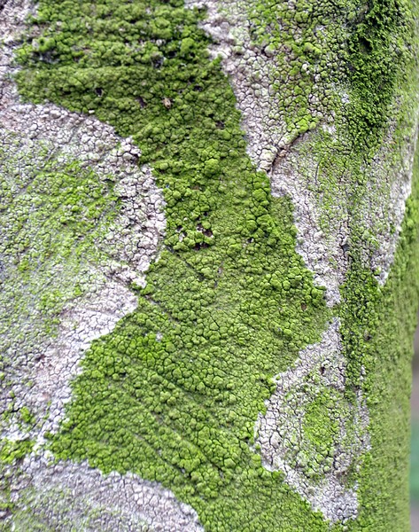 Tree moss