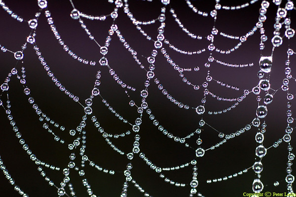 Little Strands of Pearls