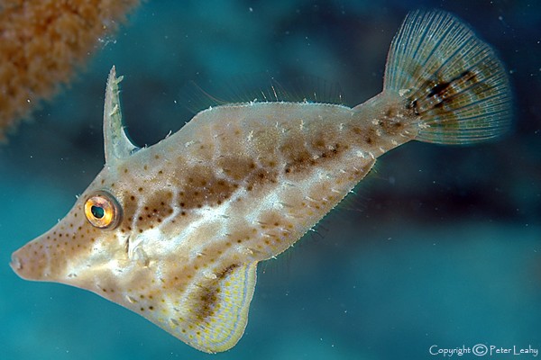 Slender Filefish
