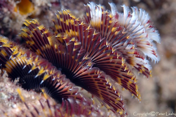 Christmas Tree Worms