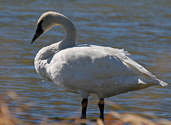 Trumpeter Swan