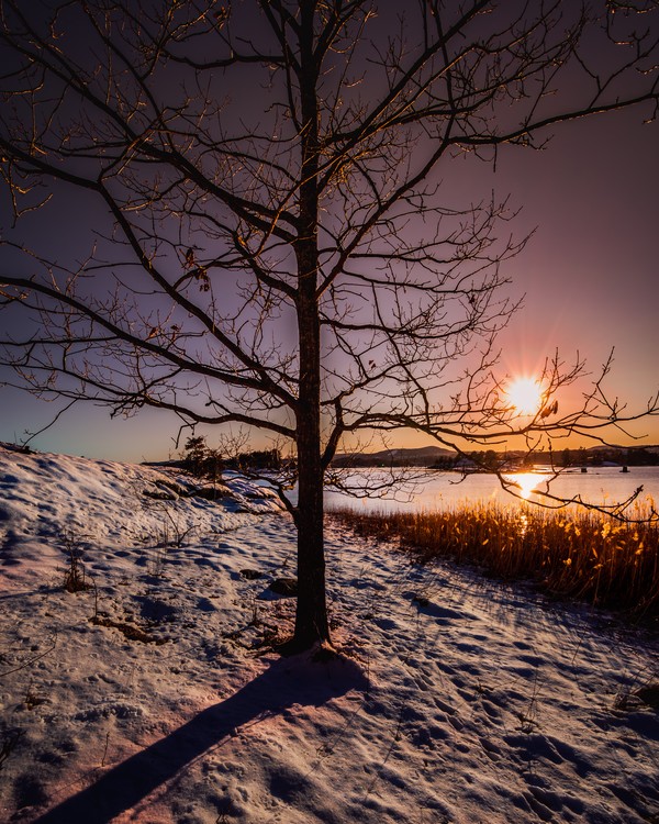 Sunset over tree