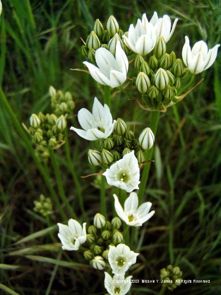 White Bliss