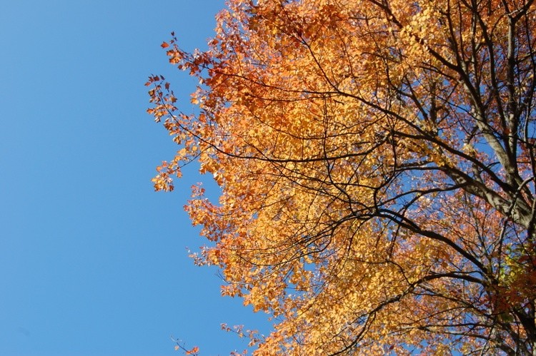 Leaves