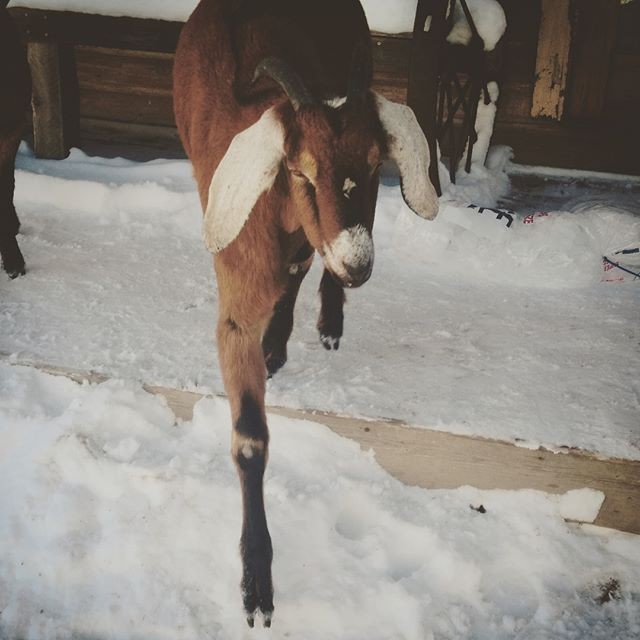 goat goatlife
