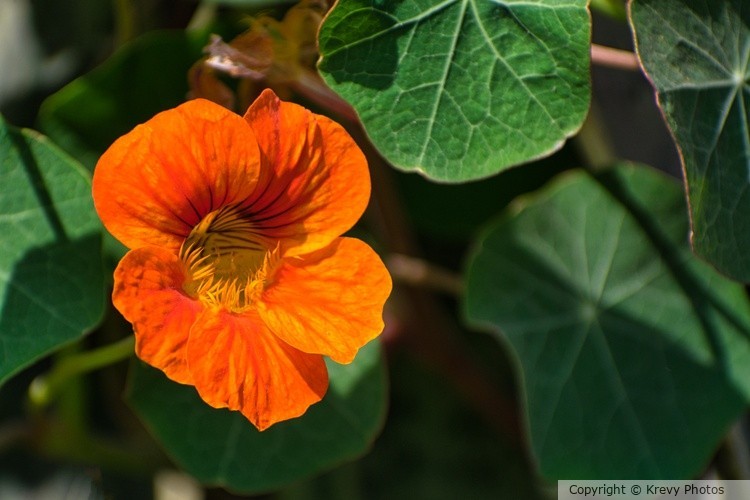 Garden Nasturtium