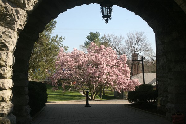 Blair Magnolia