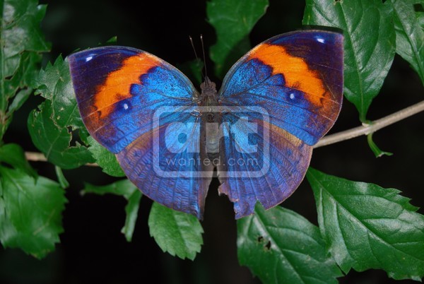 Beautiful Blue