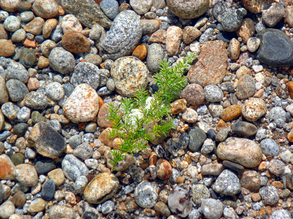 Slocan Lake Detail