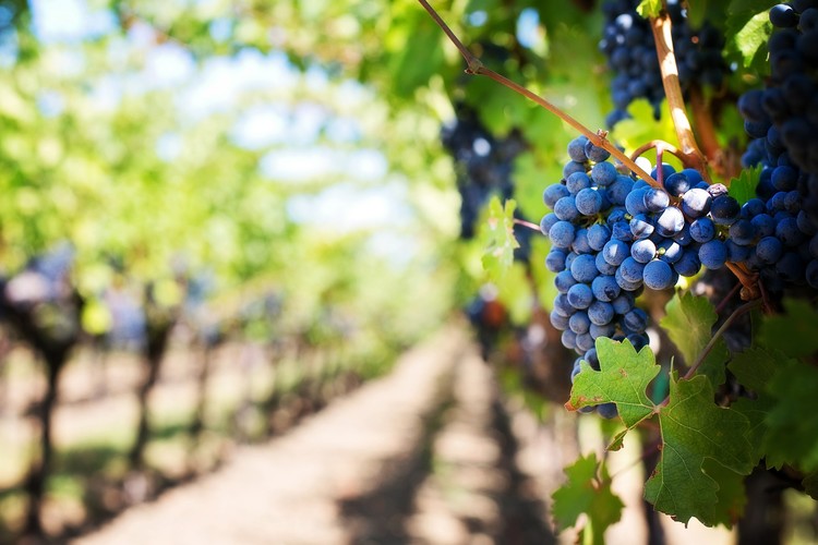 purple-grapes-553463 1920