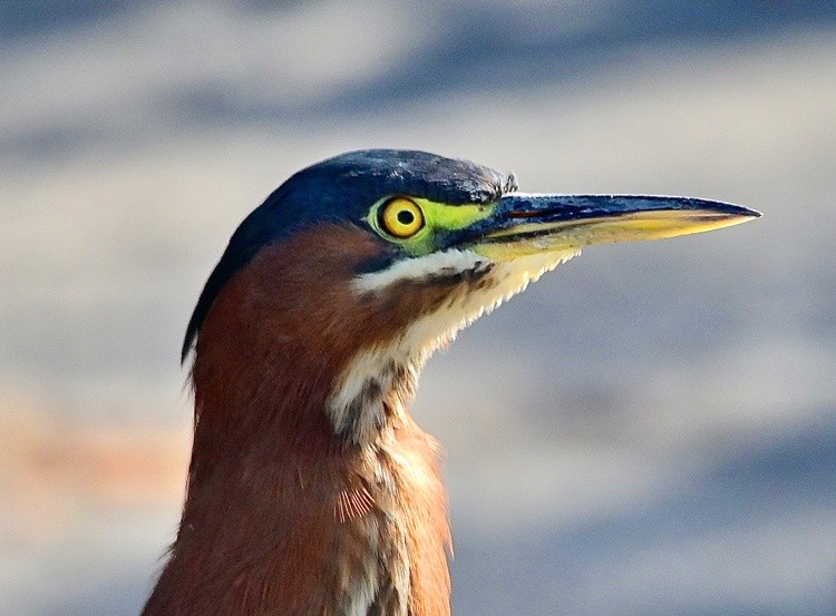 Green Heron 