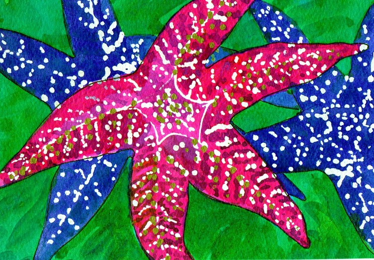 starfish