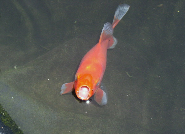 singing fish