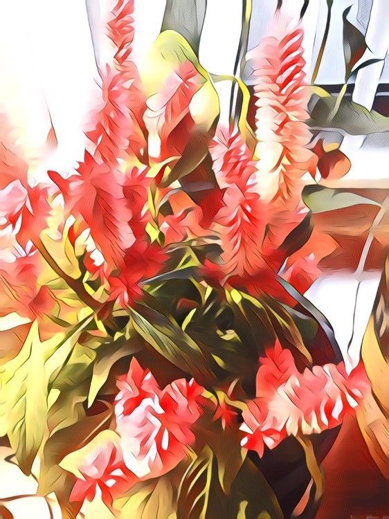 Pink Flowers #2