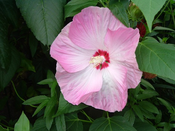 Pretty in pink
