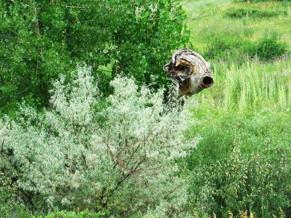 The Monster of Highlands Ranch