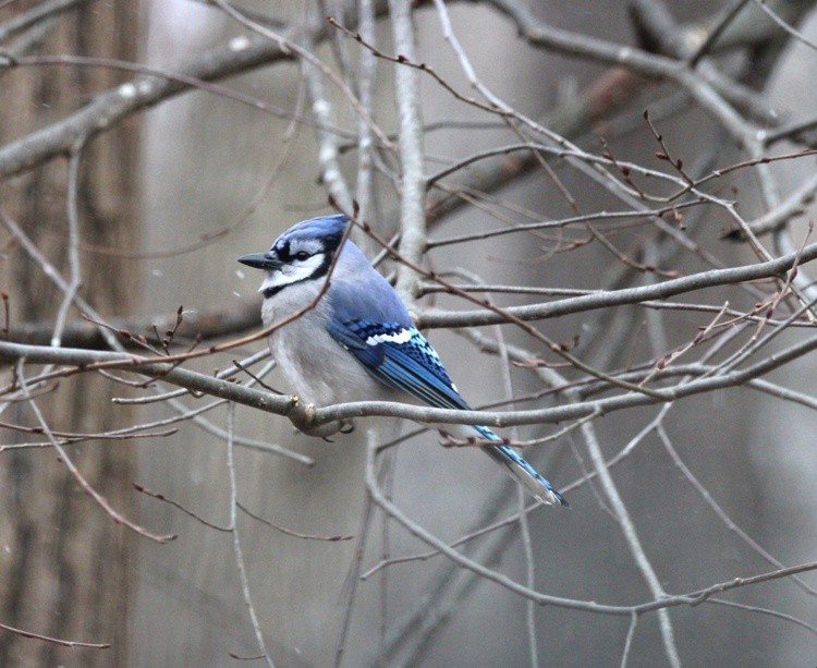 Bluejay