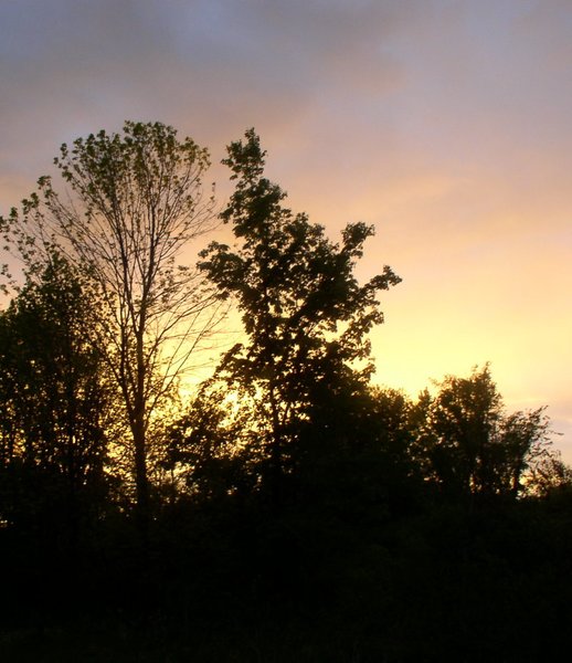 Pete's Backyard