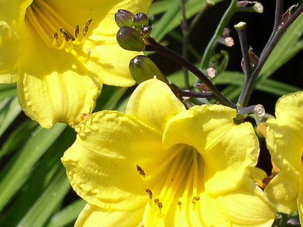 Day Lily