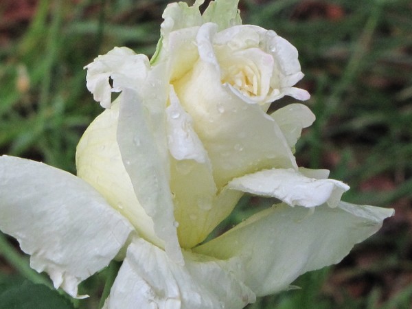 Raggedy White Rose