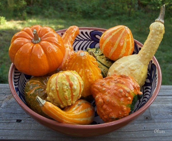 Gourds