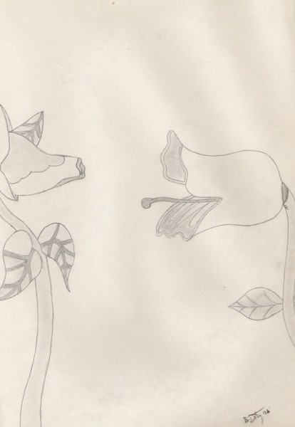 Wild Roses