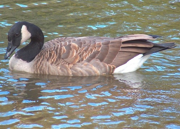 Graceful