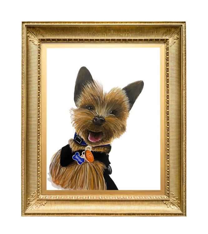 Yorkie 