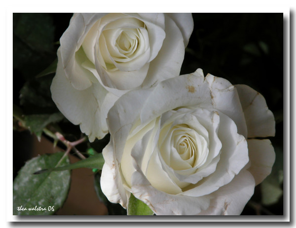 Brides white