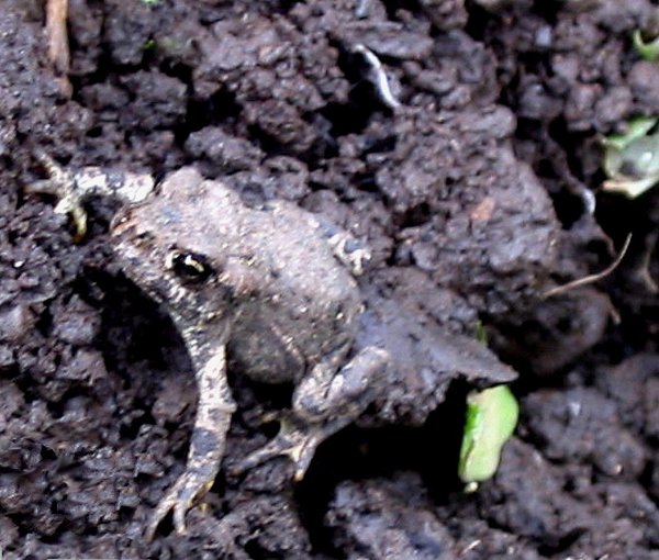 Itsy Bitsy Frog