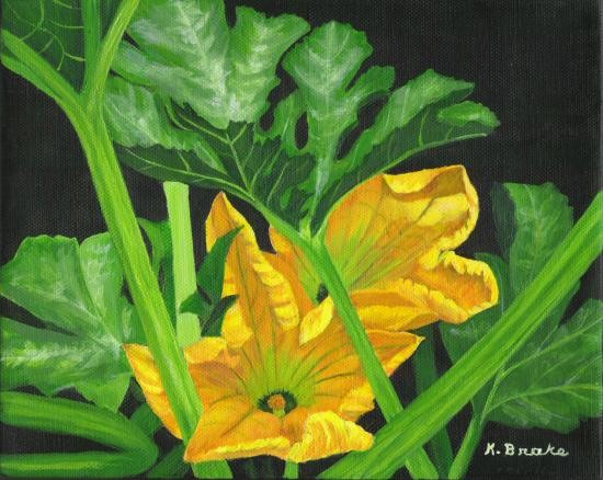 Zuchini Squash 2
