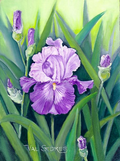 Purple Iris