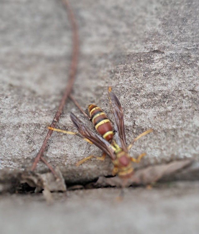 A hornet on my back porch 