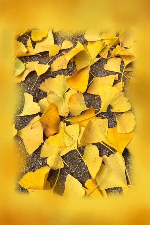 Yellow ginkgo biloba leaves.
