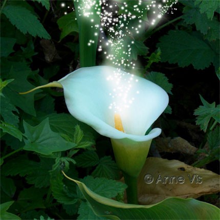 The Enchanted Garden