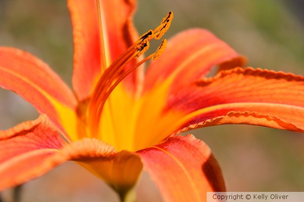 Lilly