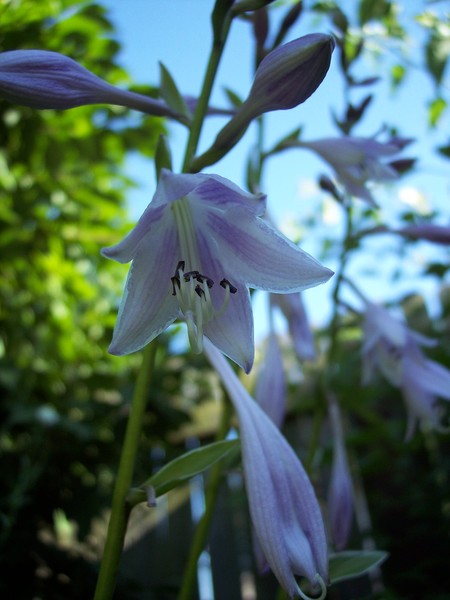 Hosta flower