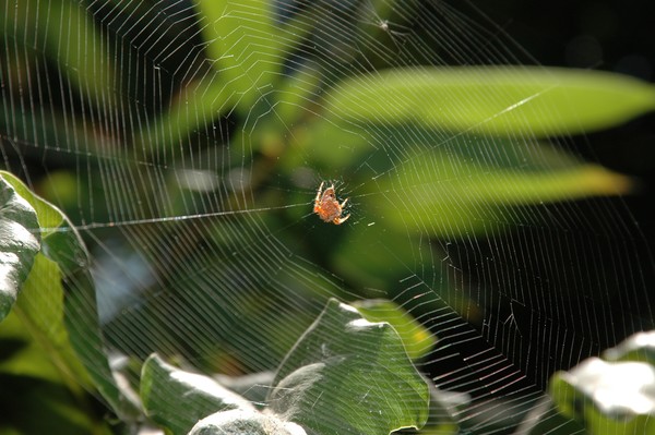 A spider webs beauty