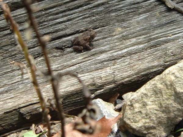 Toad Sitting