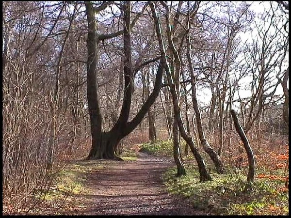 Black Woods, Liverpool