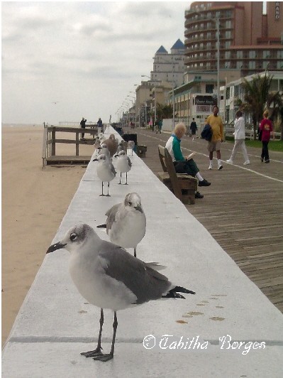 On The Gull Walk